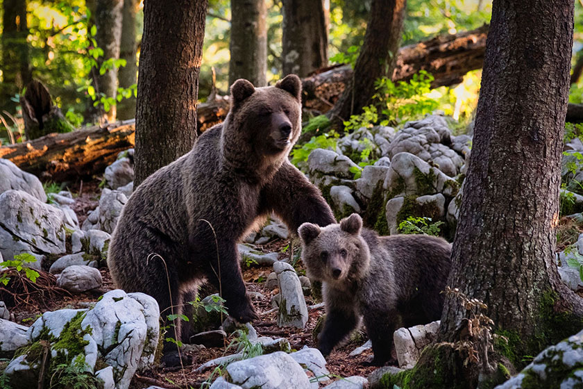 Bärenfamilie im Wald