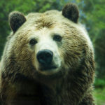 Bild zeigt einen Grizzly Bär