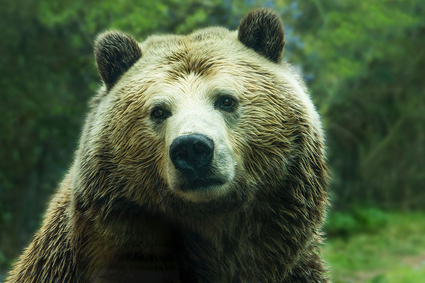 Bild zeigt einen Grizzly Bär