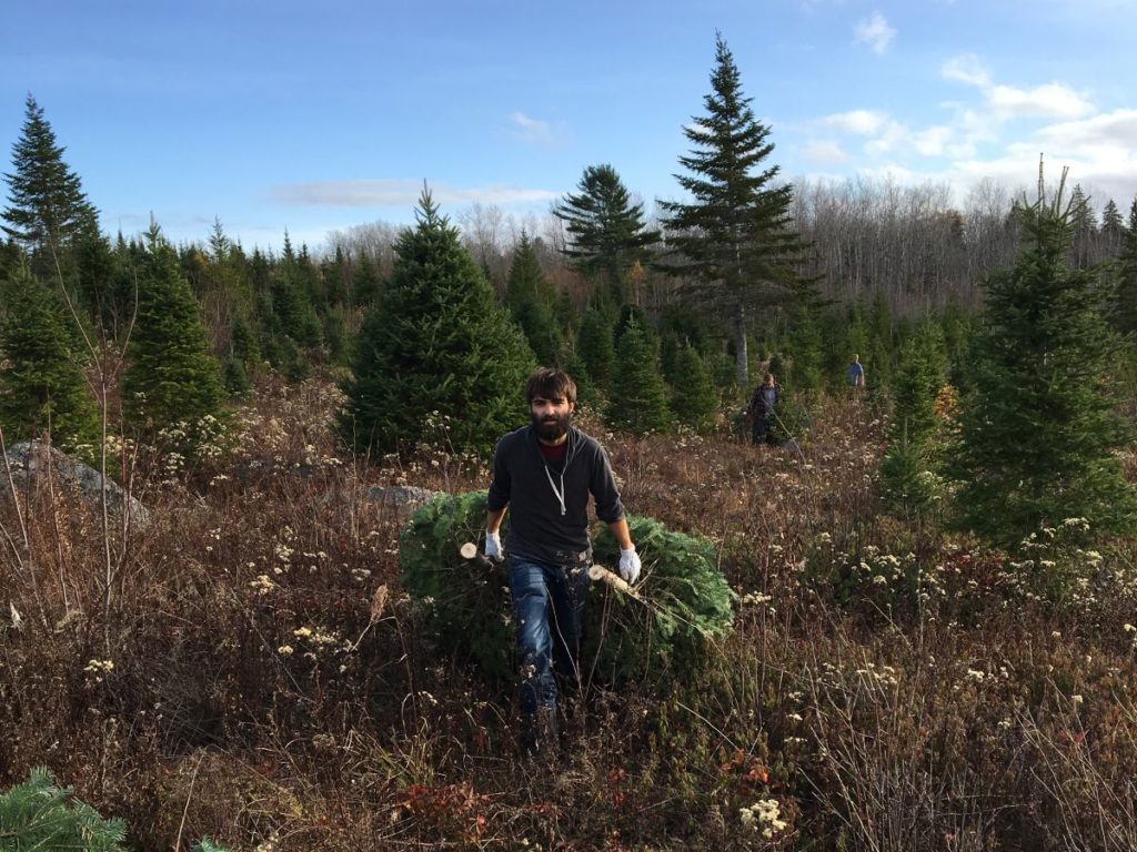 Auslandsaufenthaltes in Kanada Verrückt sein Weihnachtsbaum Farm