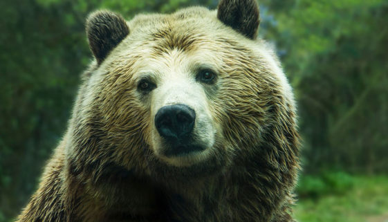Bild zeigt einen Grizzly Bär